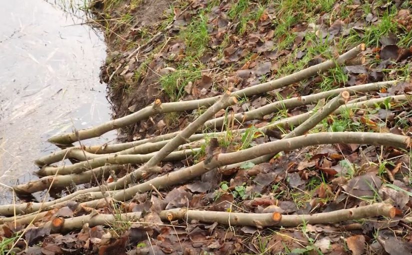 Knotboom aanleggen? Haal bij ons gratis poters